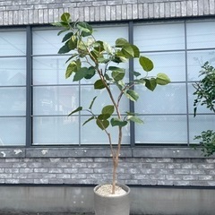 観葉植物 フェイクグリーン