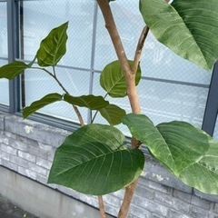 観葉植物 フェイクグリーン