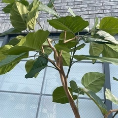 観葉植物 フェイクグリーン