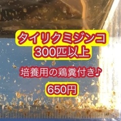 【タイリクミジンコ　300匹 培養用鶏糞10ℓ用付き】めだか　メ...