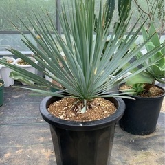 先着1名限り　超格安‼︎大株　ドライガーデン3点 先着1名限り 超格安‼︎大株 ドライガーデン3点