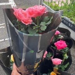 ミニバラ(Rose forever)  1ポット　¥220