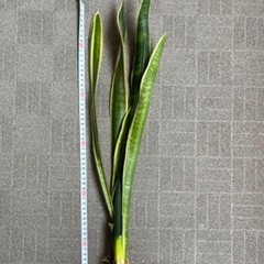 サンスベリア ローレンティ 60cmサイズ (鉢植え80〜90c...