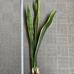 サンスベリア ローレンティ 60cmサイズ (鉢植え80〜90c...