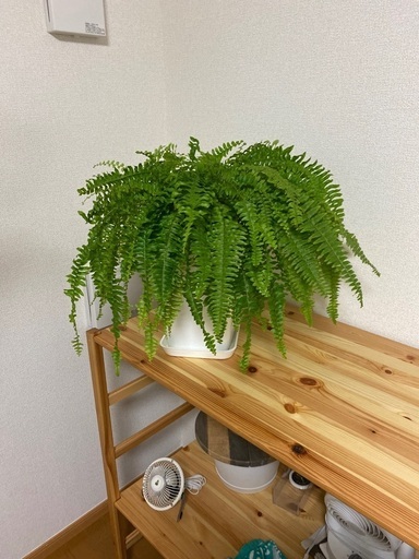 観葉植物ネフロレピスボストンファーン