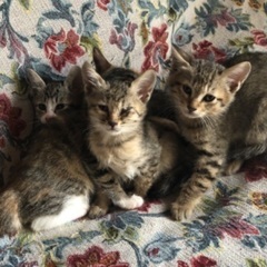 里親募集　生後2ヶ月　子猫  3匹の内の女の子 − 石川県