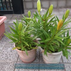 （取引を話合い中です！）ユリの花　①