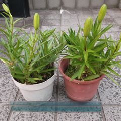 （取引を話合い中です！）ユリの花　②