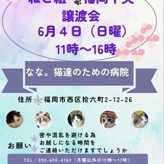 6/4 ねこ組🐾福岡中央譲渡会　なな。猫達のための病院