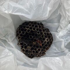 蜂やゴキブリ、 シロアリの防蟻処理は【害虫の生活緊急修理サービス...