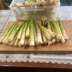 竹の子採り - 札幌市