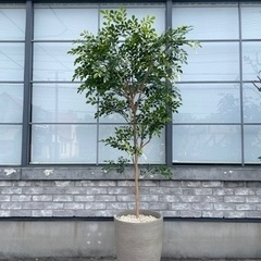 観葉植物　フェイクグリーン