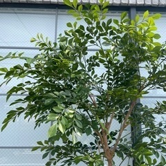 観葉植物　フェイクグリーン