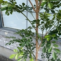 観葉植物　フェイクグリーン
