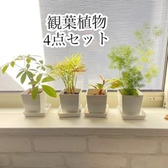 観葉植物 4点セット 植物