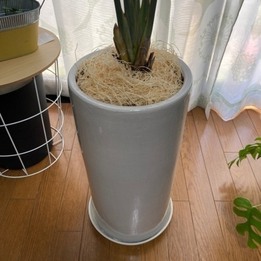 植物　陶器鉢　スタイリッシュ　ガーデニング　インテリア　ストレチア