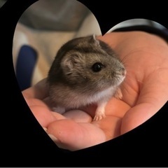 🐹ハムスター♀