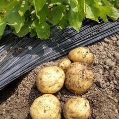 新じゃがいも🥔　季節到来😃　