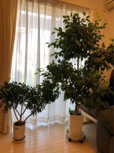 観葉植物　ベンジャミンとシェフレラのセット