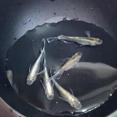 りんこう　メダカの稚魚