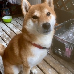 4歳柴犬里親募集