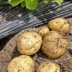 じゃがいも🥔　玉ねぎ🧅収穫体験😃