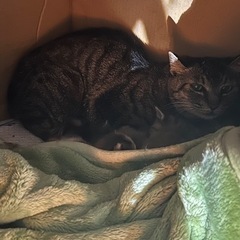 ママ猫と子猫がいます