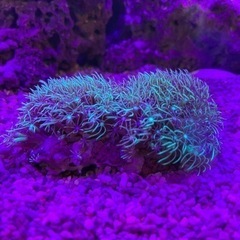 【値下げ】スターポリプ（マメライブロック約5cm）サンゴ　海水魚　水槽