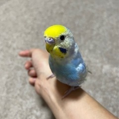 セキセイインコ　レインボー