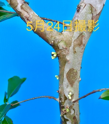 ジャボチカバ 特選 四季なり植木