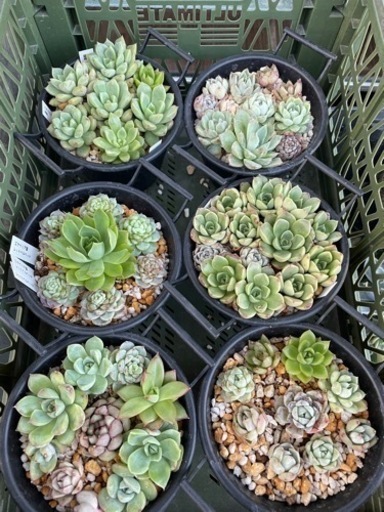 多肉植物　寄せ植え　ポットごと　数量限定　選べる　おまけ付き