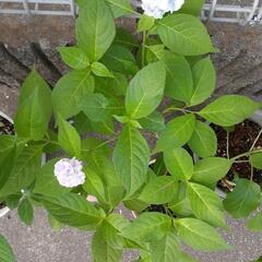 山紫陽花２種と白のアナベル１種