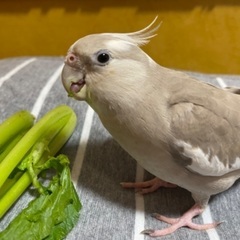 オカメインコを生涯可愛がって下さる方を募集致します。 - その他