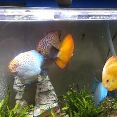 熱帯魚／水槽セット