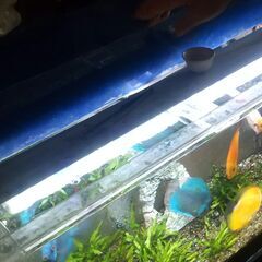 熱帯魚／水槽セット