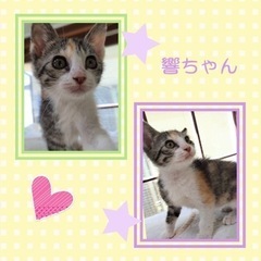 可愛い三毛猫ちゃん【譲渡会参加】 − 福岡県