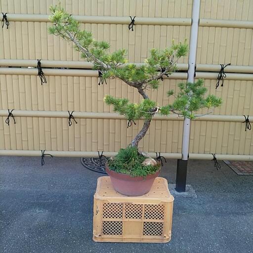 松の盆栽 20年 高さ115cm - その他 