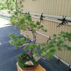 松の盆栽　20年　高さ115cm