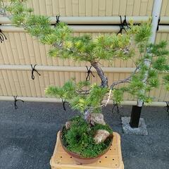 松の盆栽　20年　高さ115cm