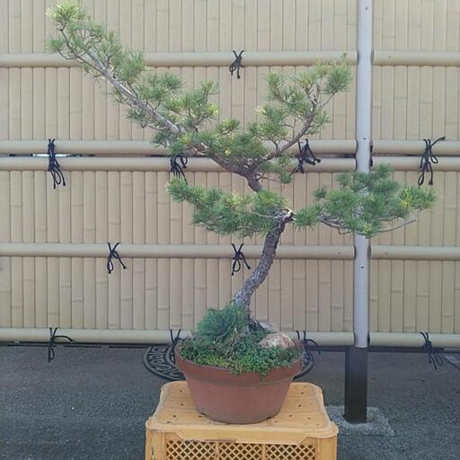 松の盆栽　20年　高さ115cm