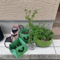 【解決済】小梅の木の植え替えについて無知なので教えてください