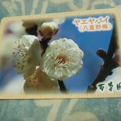 ●無料● 百草園 八重野梅（ヤエヤバイ） イベント 植物 カード...