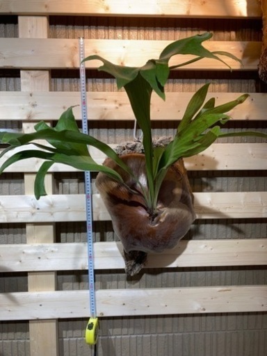 ビカクシダ！ヒリー　ドラモンド！親株！格安！観葉植物！引き取り限定ー！