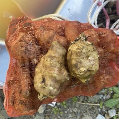 【ネット決済】菊芋約２kg　無農薬無肥料、北海道産