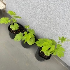 野菜の苗　植物　ミニトマト・ミディトマト・ゴーヤ