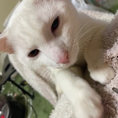 白猫1歳みるくん【決まりました⠀】 - 福岡市