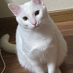 白猫1歳みるくん【決まりました⠀】 - 猫