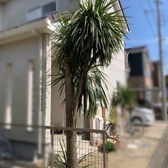 【ネット決済】植木　ドラセナ（約4m）