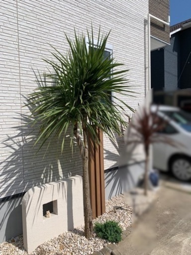 植木　ドラセナ（約2m50cm）