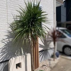 【ネット決済】植木　ドラセナ（約2m50cm）